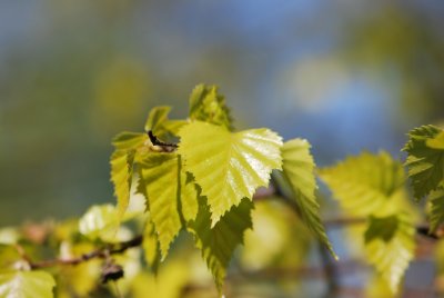 Betula pendula 'Golden Cloud'- bříza bělokorá 'Golden Cloud' - jarní listy (3)